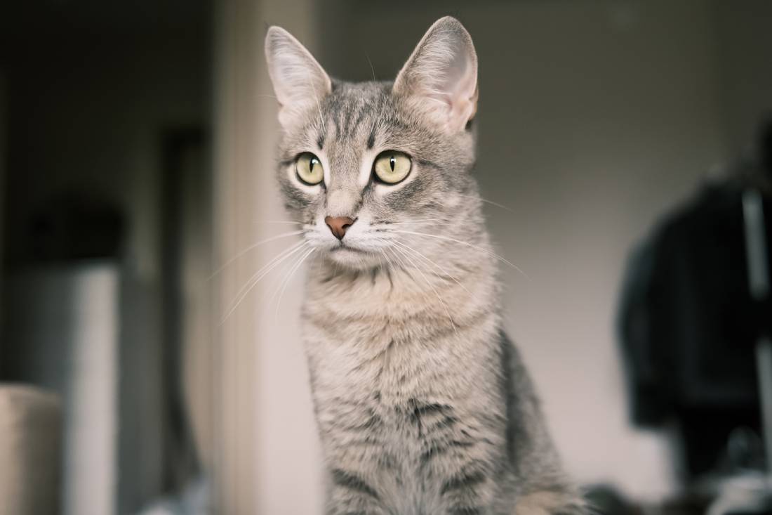 a-domestic-striped-gray-cat-with-yellow-eyes-sits-2023-11-27-05-02-34-utc (1)