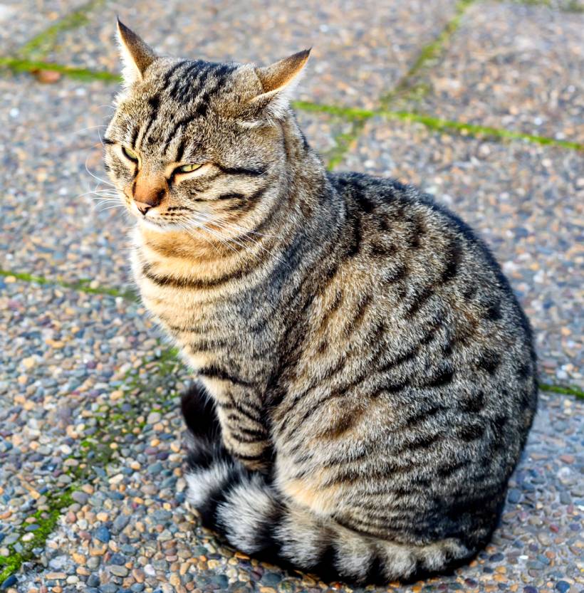 close-up-of-grey-domestic-cat-outdoor-2023-11-27-05-26-50-utc (1)