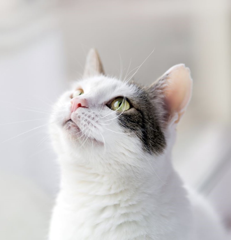 cat-2023-11-27-05-21-41-utc