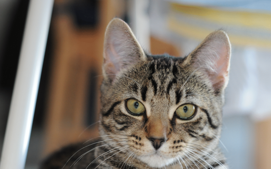 Celebrate Responsible Pet Guardian Month