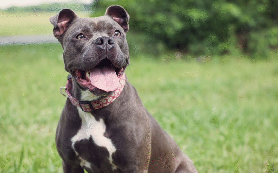 8 Common Myths About Heartworm Disease