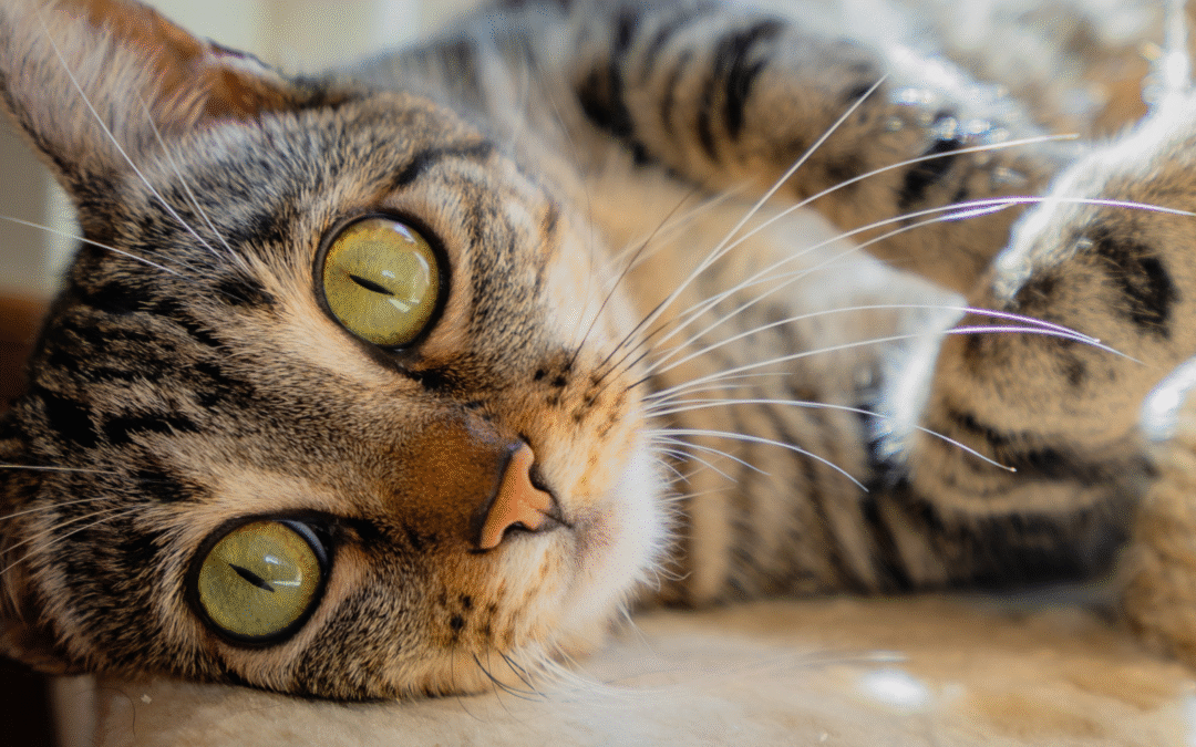 Readying Your Pets For The Hurricane Season